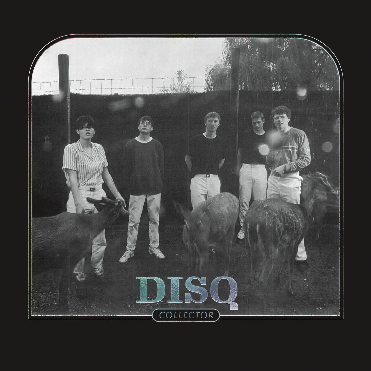 Disq :: Collector